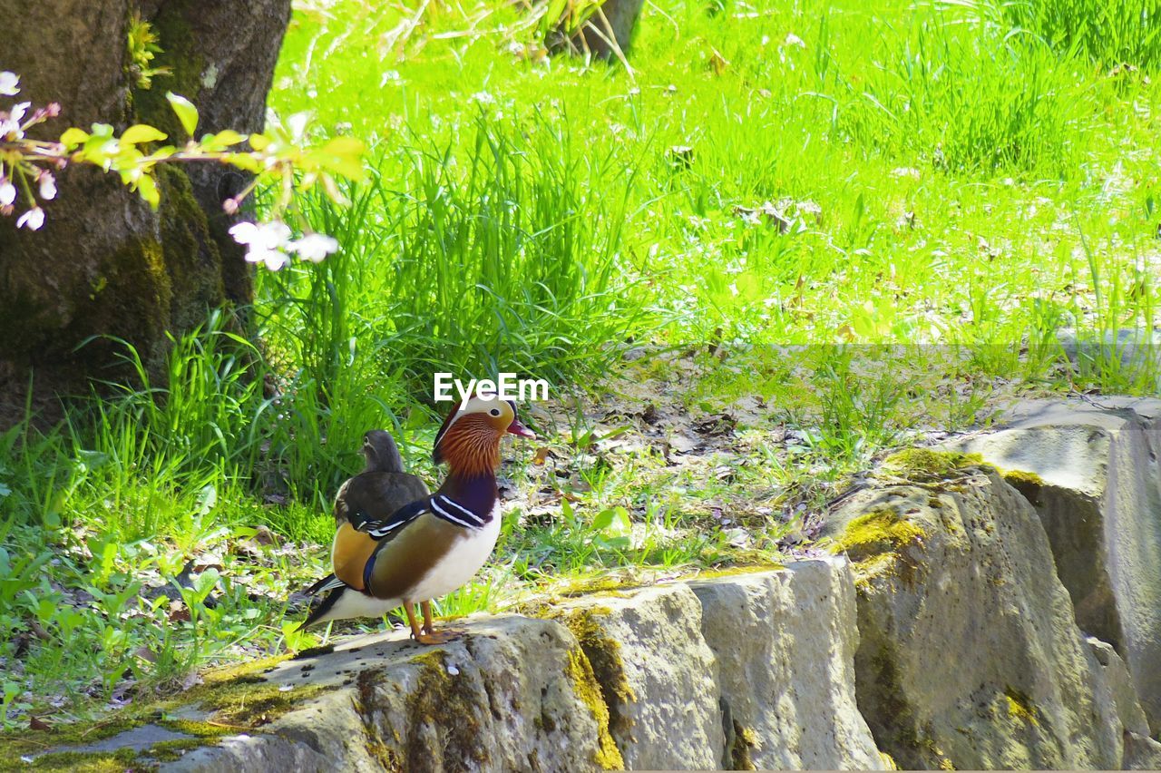 VIEW OF BIRD ON LAKE