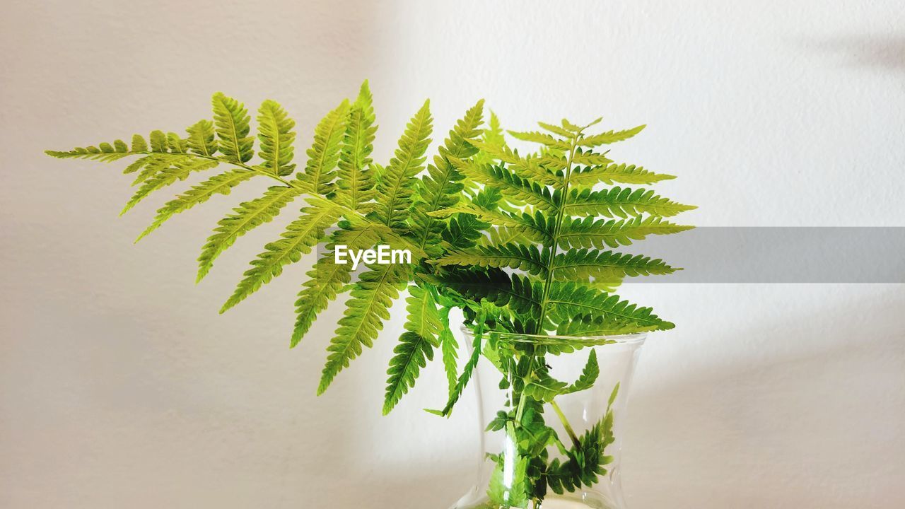 Still life fern