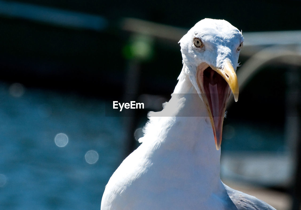 Close-up portrait of seagull