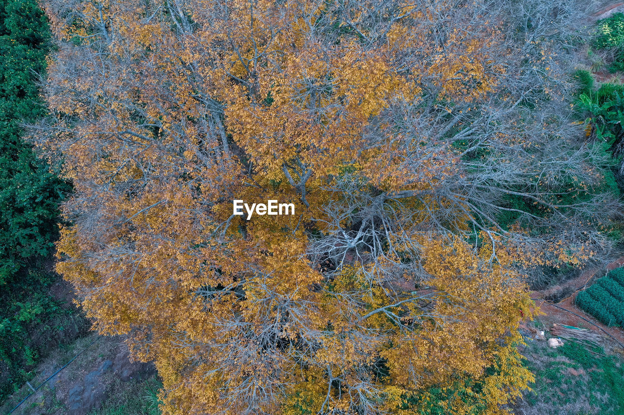 tree, leaf, plant, autumn, no people, day, growth, beauty in nature, nature, woodland, forest, flower, full frame, high angle view, tranquility, outdoors, land, backgrounds, green, frost