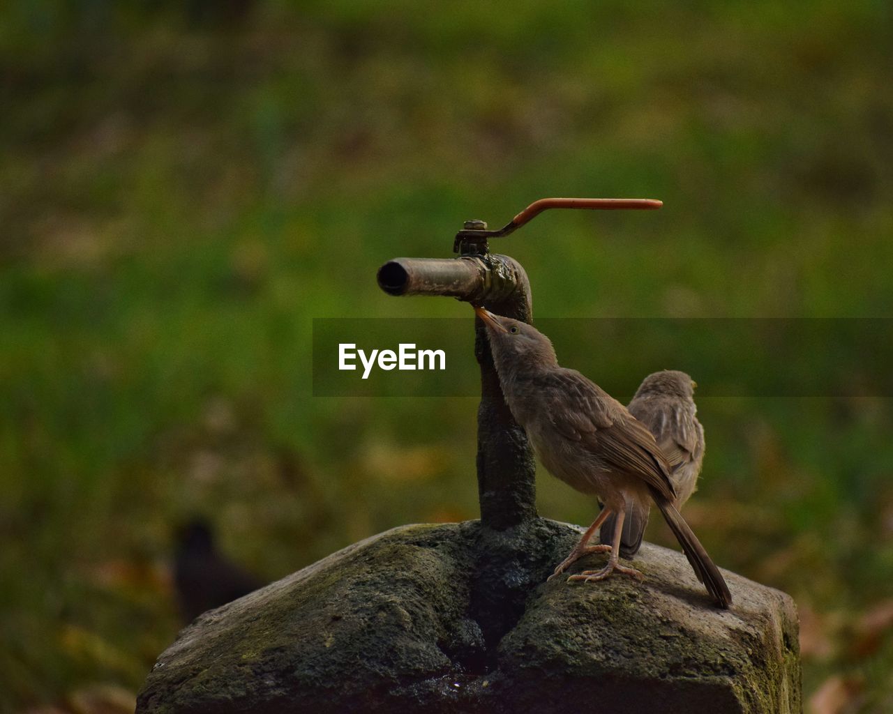 CLOSE-UP OF BIRD PERCHING ON TREE