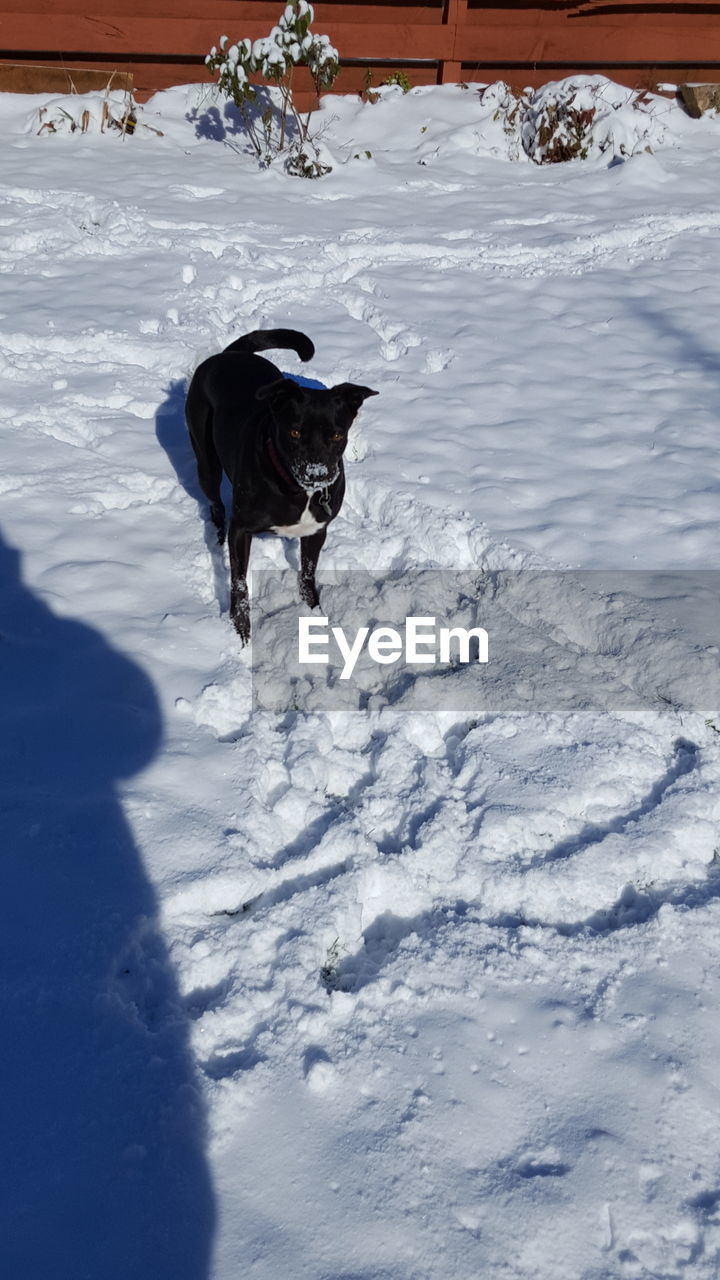 DOG STANDING ON SNOW COVERED FIELD DURING WINTER