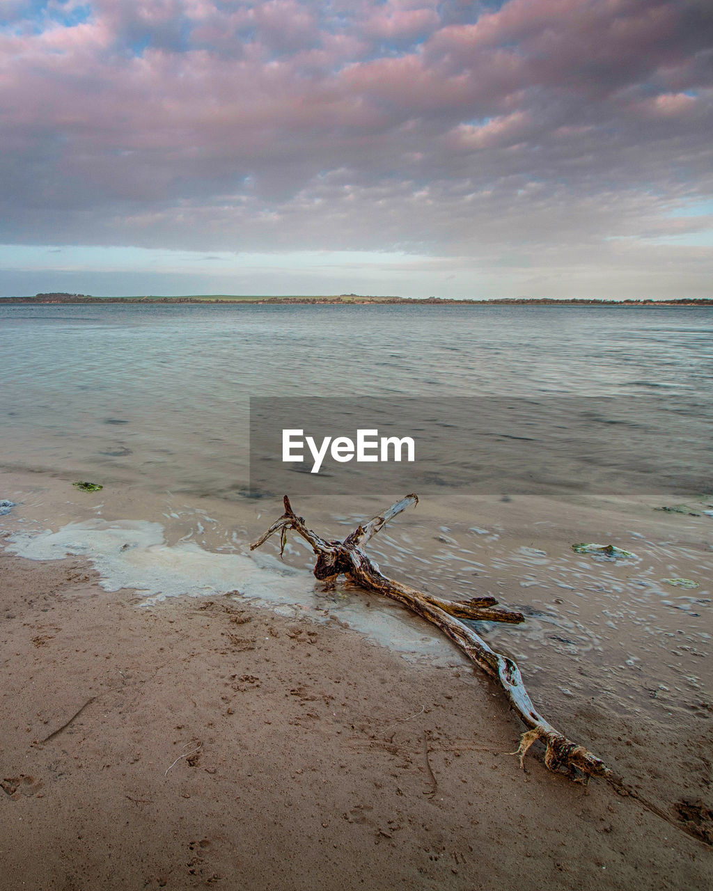 Driftwood on beach against sky