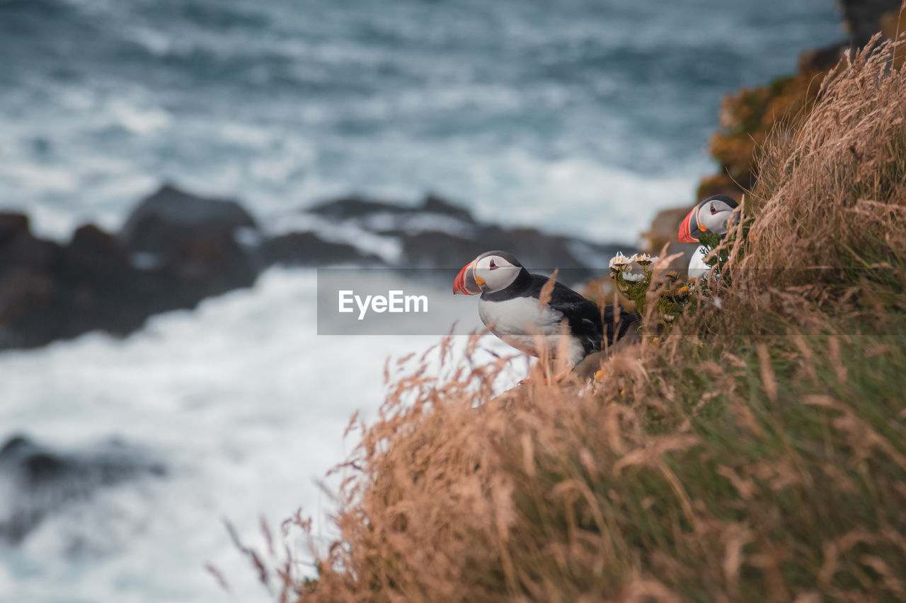 High angle view of puffin bird on field