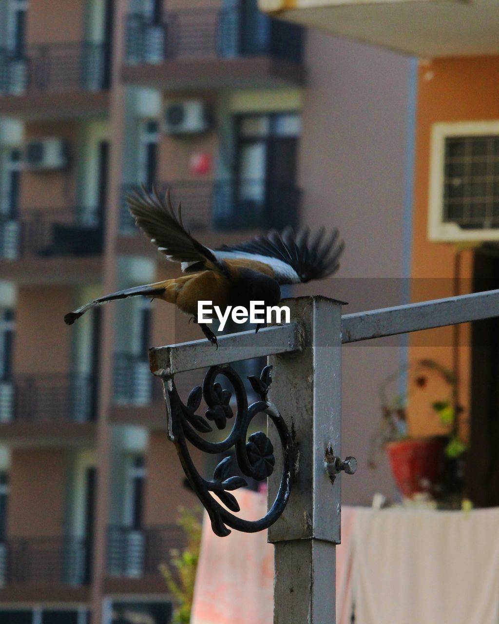 Bird perching on metal against building