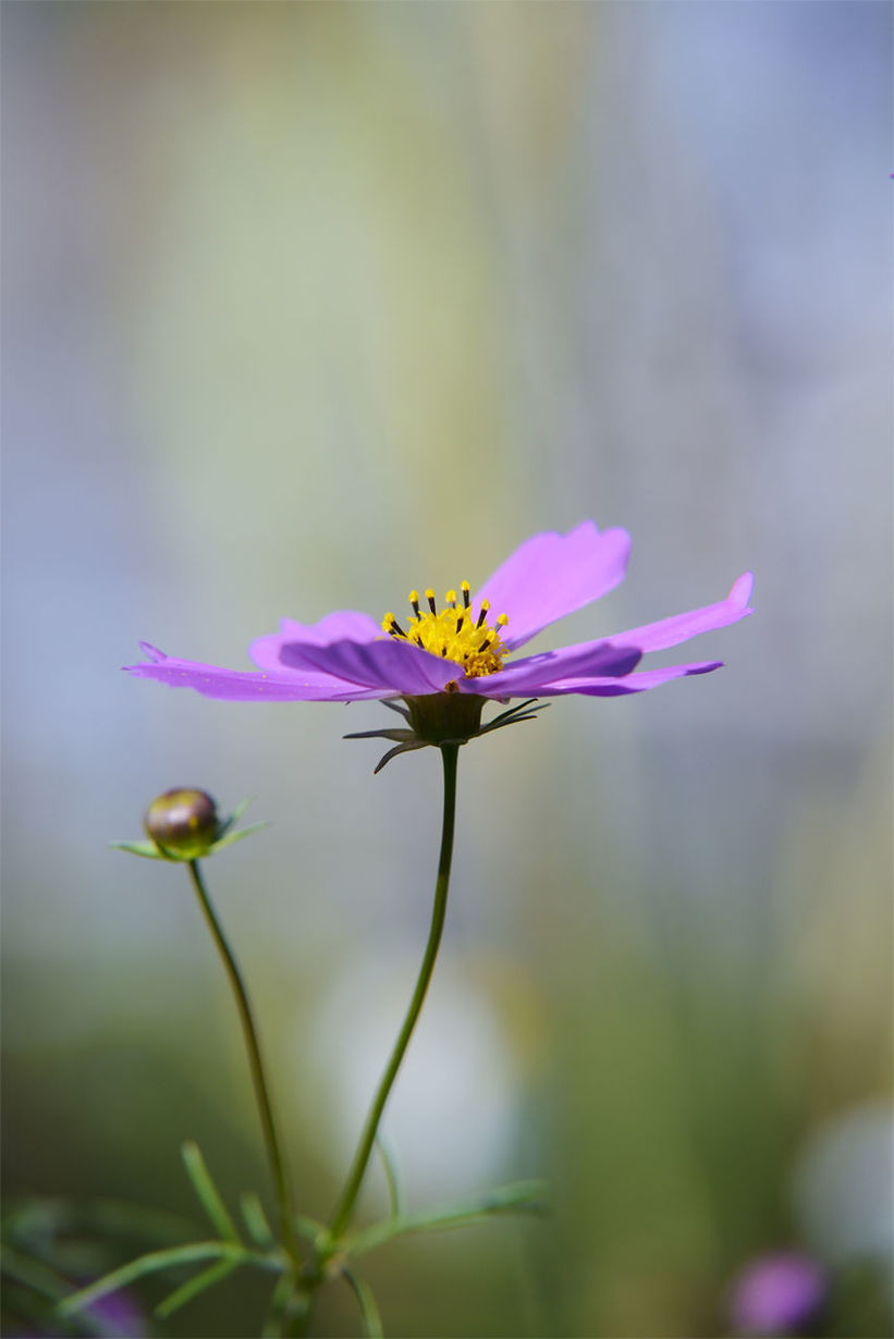 Close-up of purple cosmos blooming outdoors