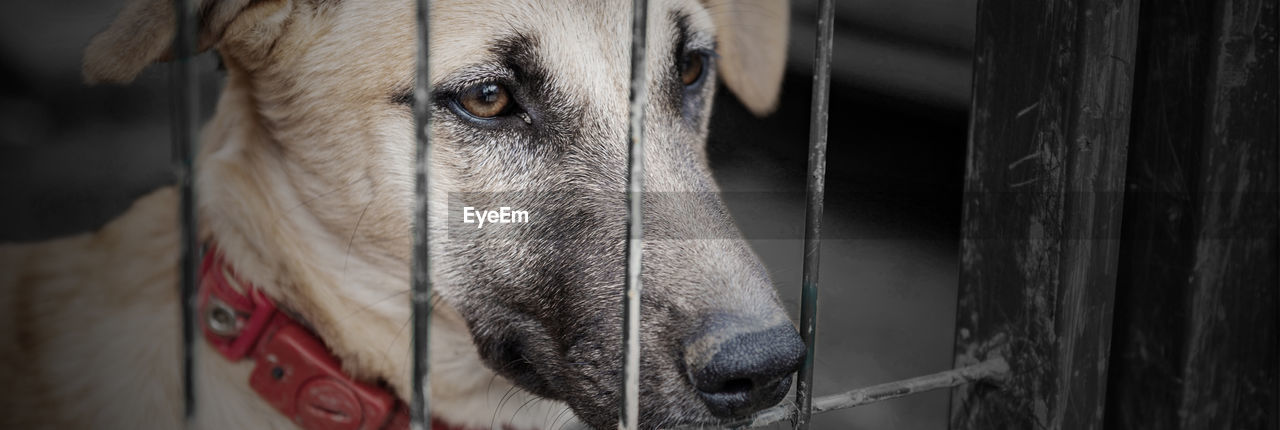 Dog in animal shelter waiting for adoption. dog behind the fences. dog in animal shelter cage.