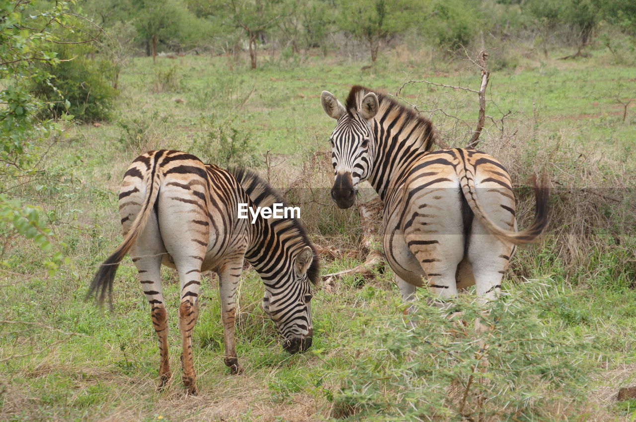 Zebras in field