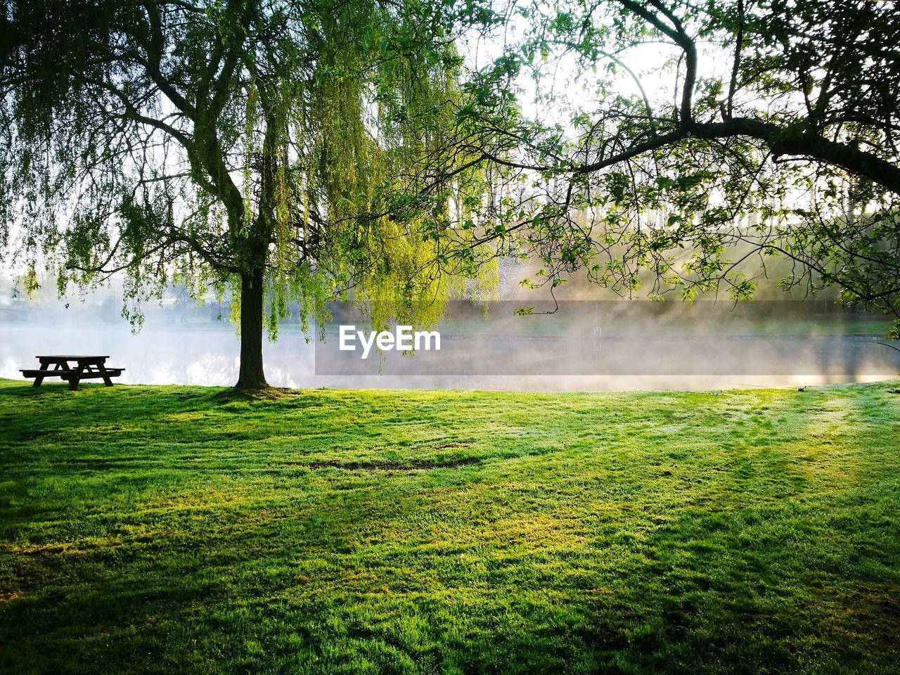 Trees growing on field