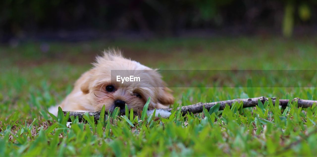 Portrait of puppy on field