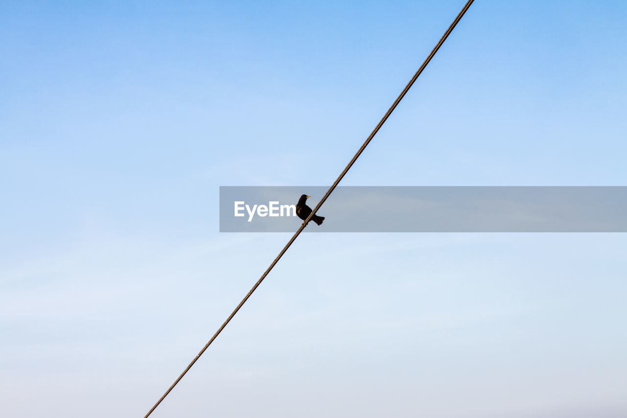 Low angle view of bird perching on cable against sky