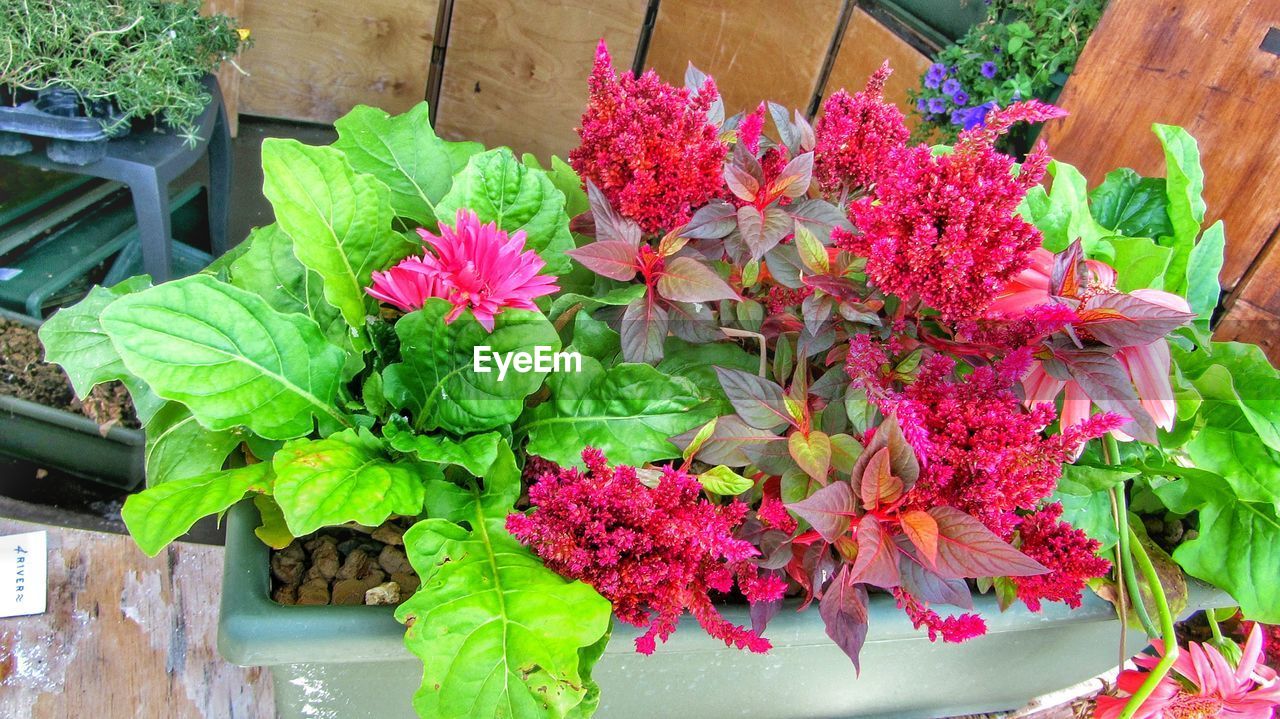 PINK FLOWERS BLOOMING OUTDOORS