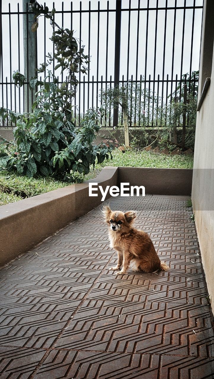 PORTRAIT OF DOG BY PLANTS