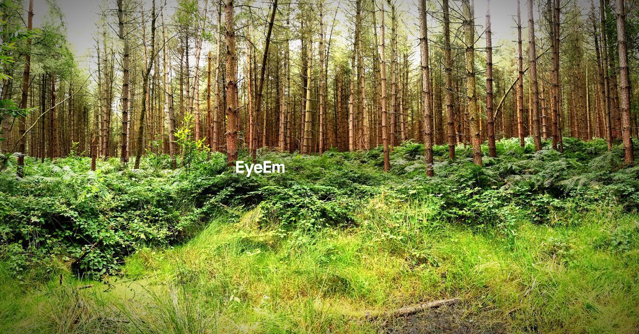 View of trees in forest