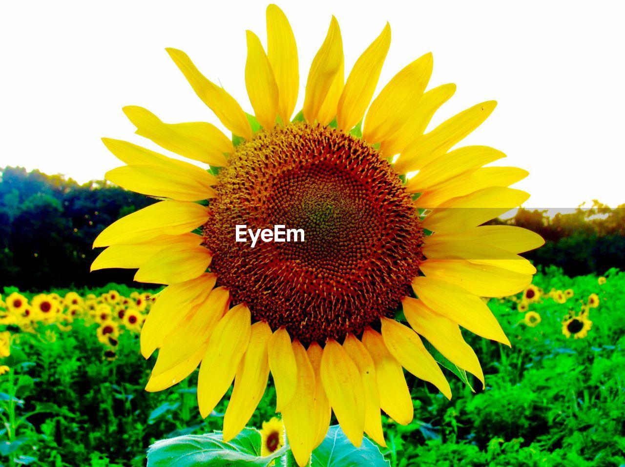 SUNFLOWER BLOOMING ON FIELD