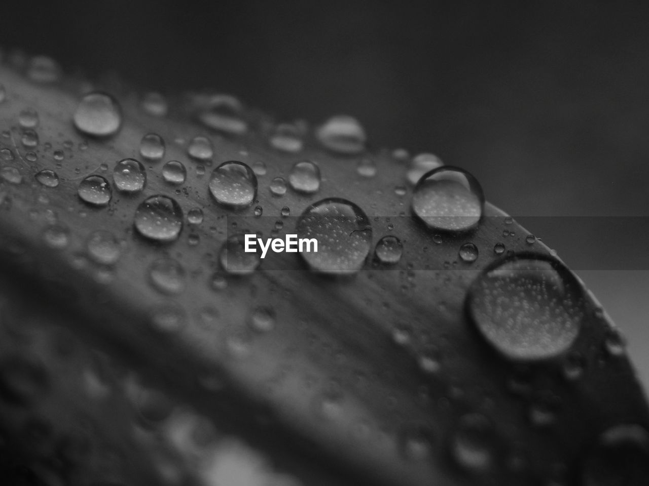 RAINDROPS ON LEAF