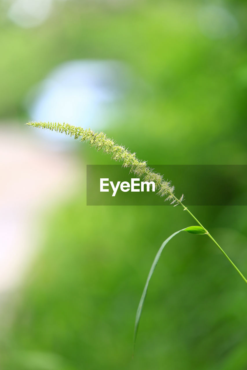 Close-up of plant growing on field