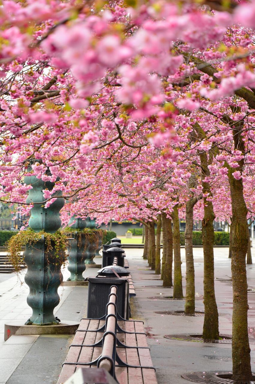 Cherry blossom trees in row along park benches