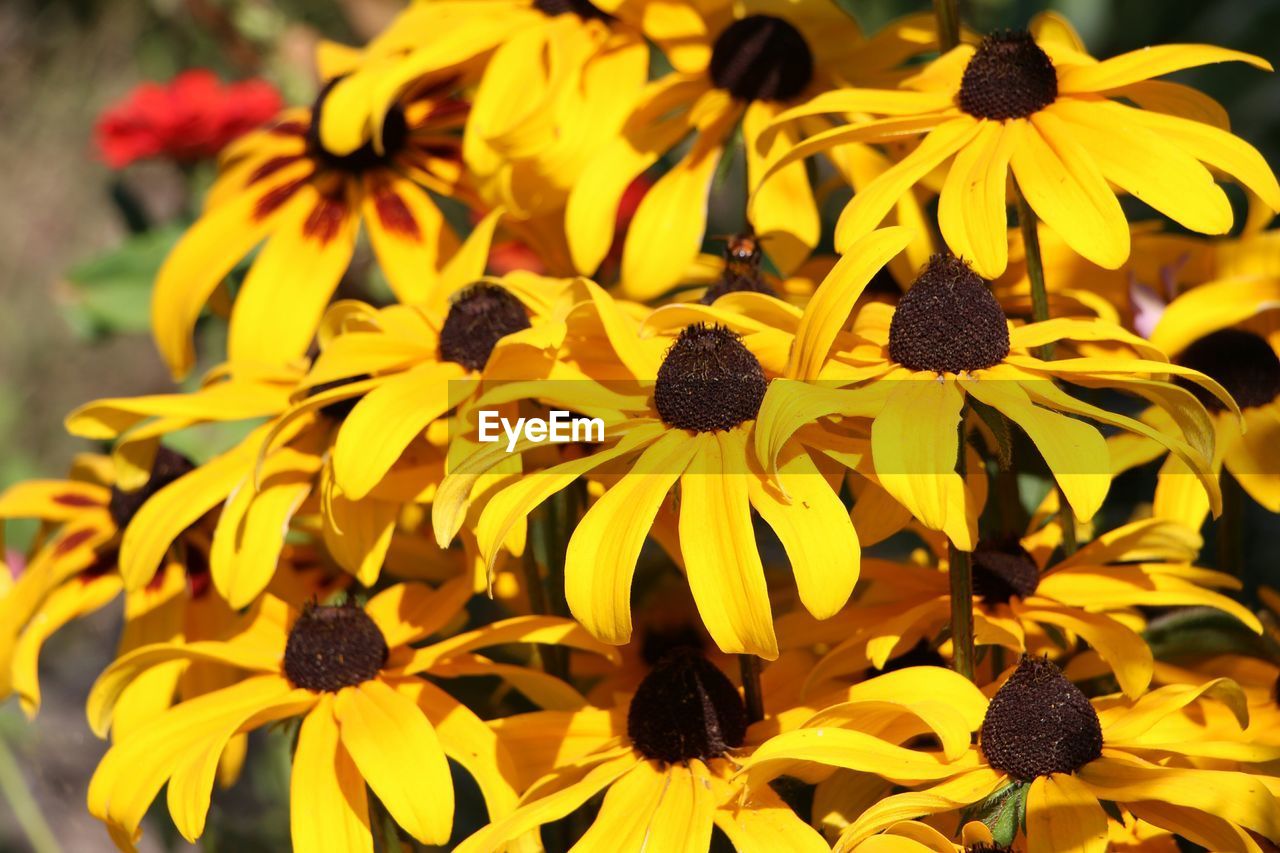 Close-up of sunflowers blooming outdoors