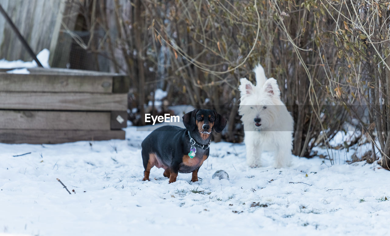 DOGS ON SNOW FIELD