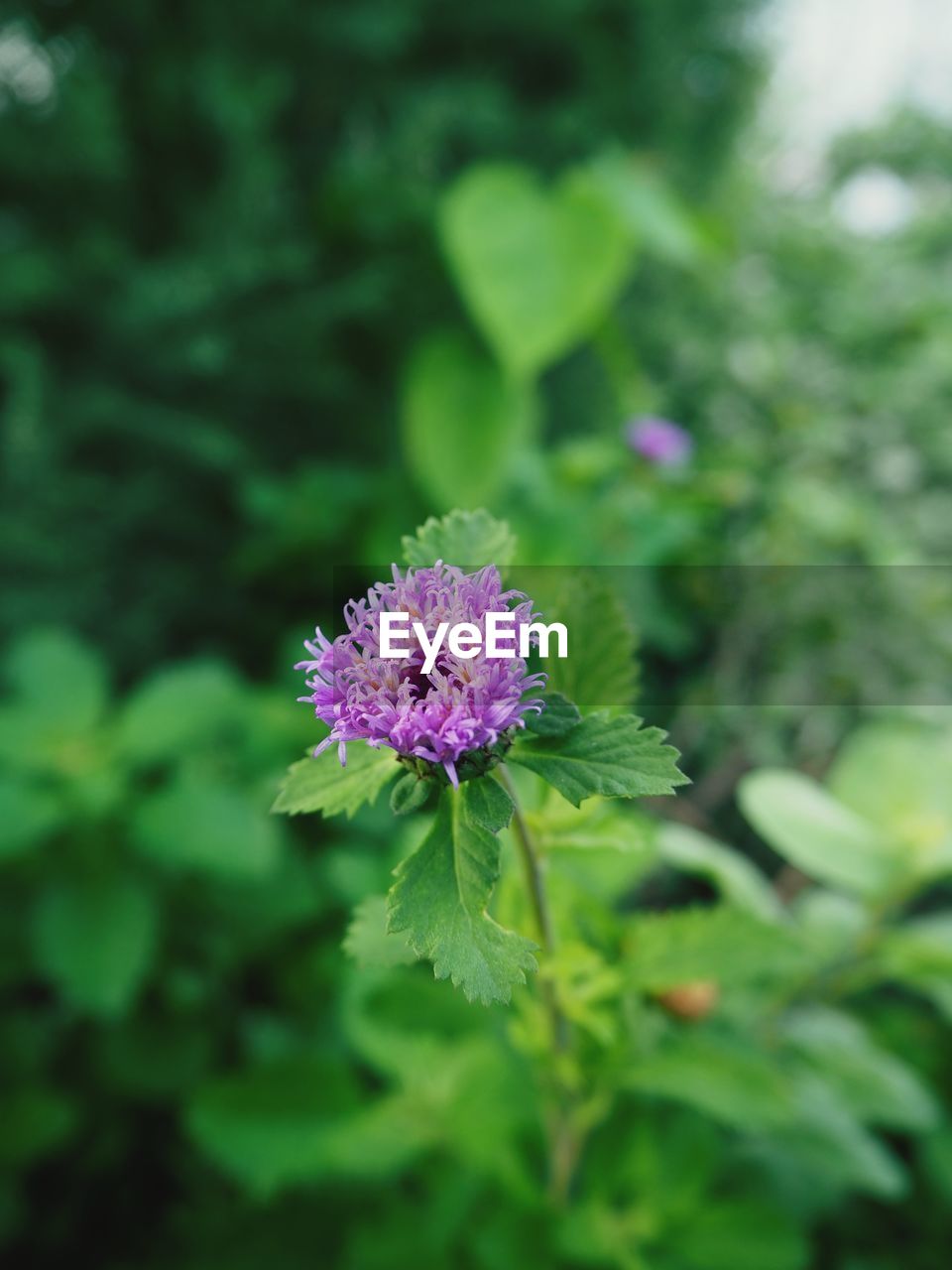 CLOSE-UP OF PURPLE FLOWER ON PLANT