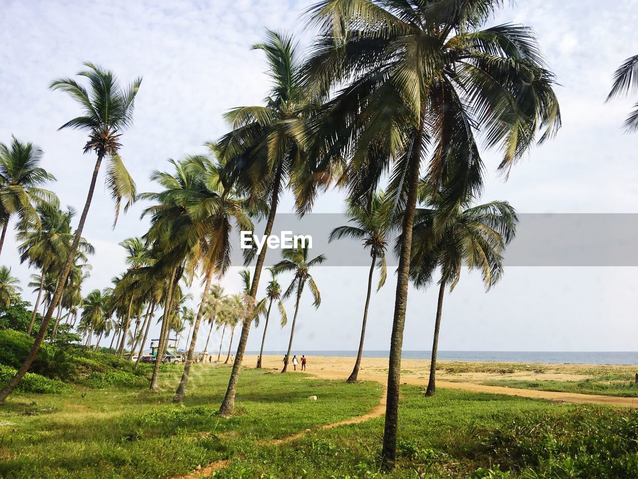 Palm trees by sea against sky