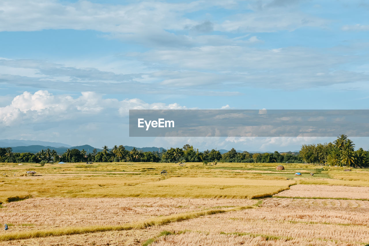 landscape, sky, field, plain, plant, environment, cloud, agriculture, land, grassland, rural area, horizon, scenics - nature, nature, rural scene, beauty in nature, prairie, tranquility, tranquil scene, tree, grass, pasture, hill, growth, day, no people, farm, soil, steppe, crop, natural environment, outdoors, meadow, paddy field, non-urban scene, plateau, idyllic