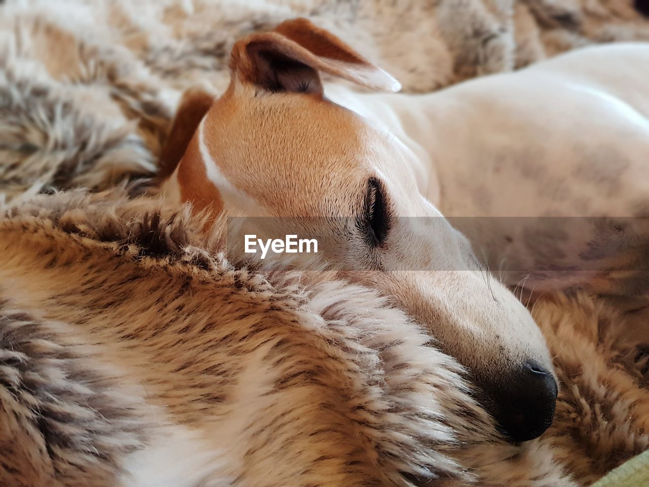 CLOSE-UP OF DOG RELAXING ON BED