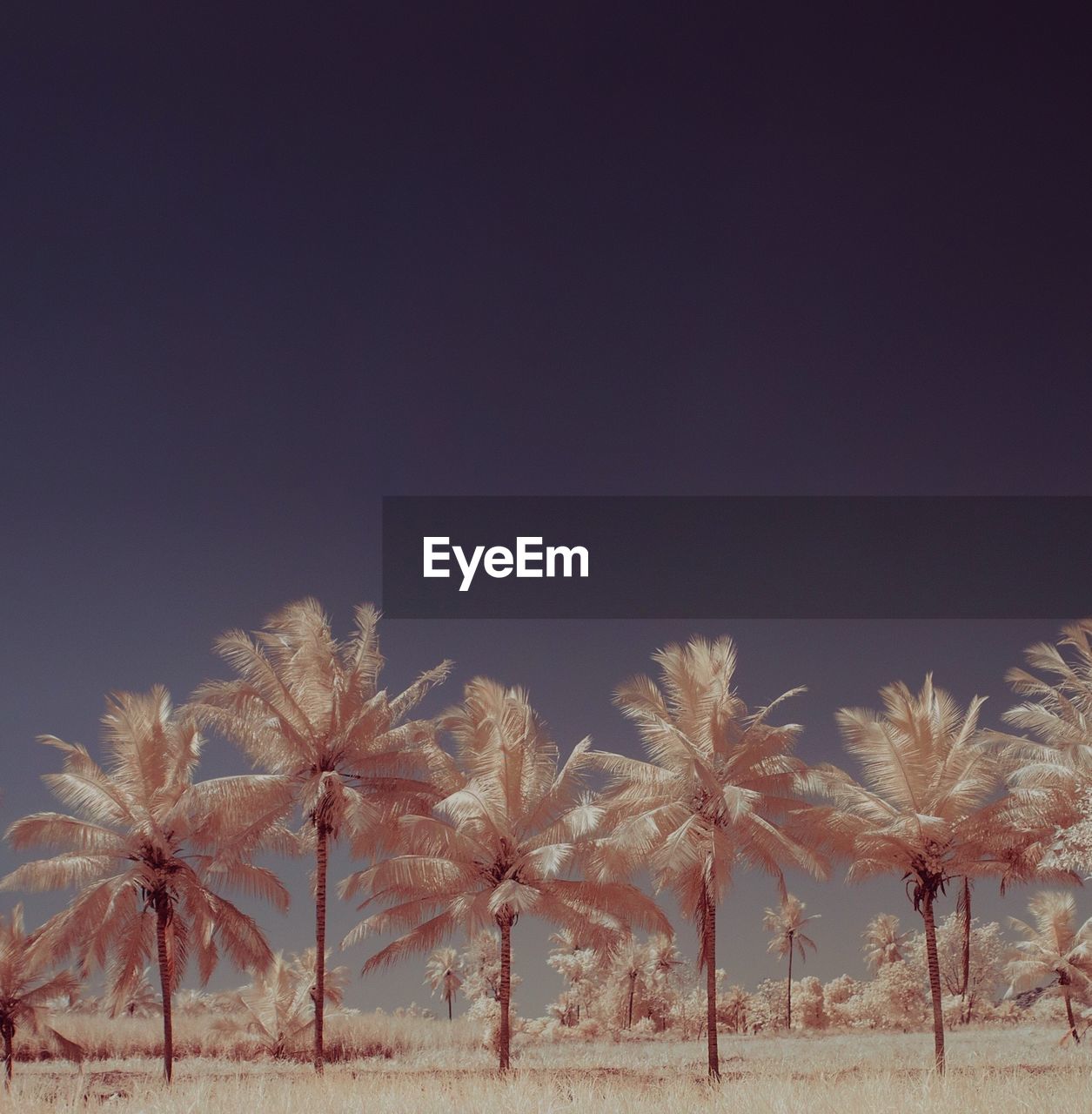 Infrared image of palm trees on field against clear sky