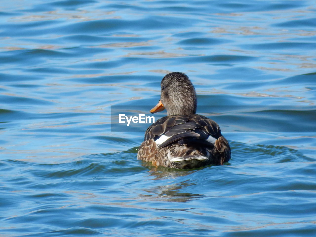 Duck swimming in lake