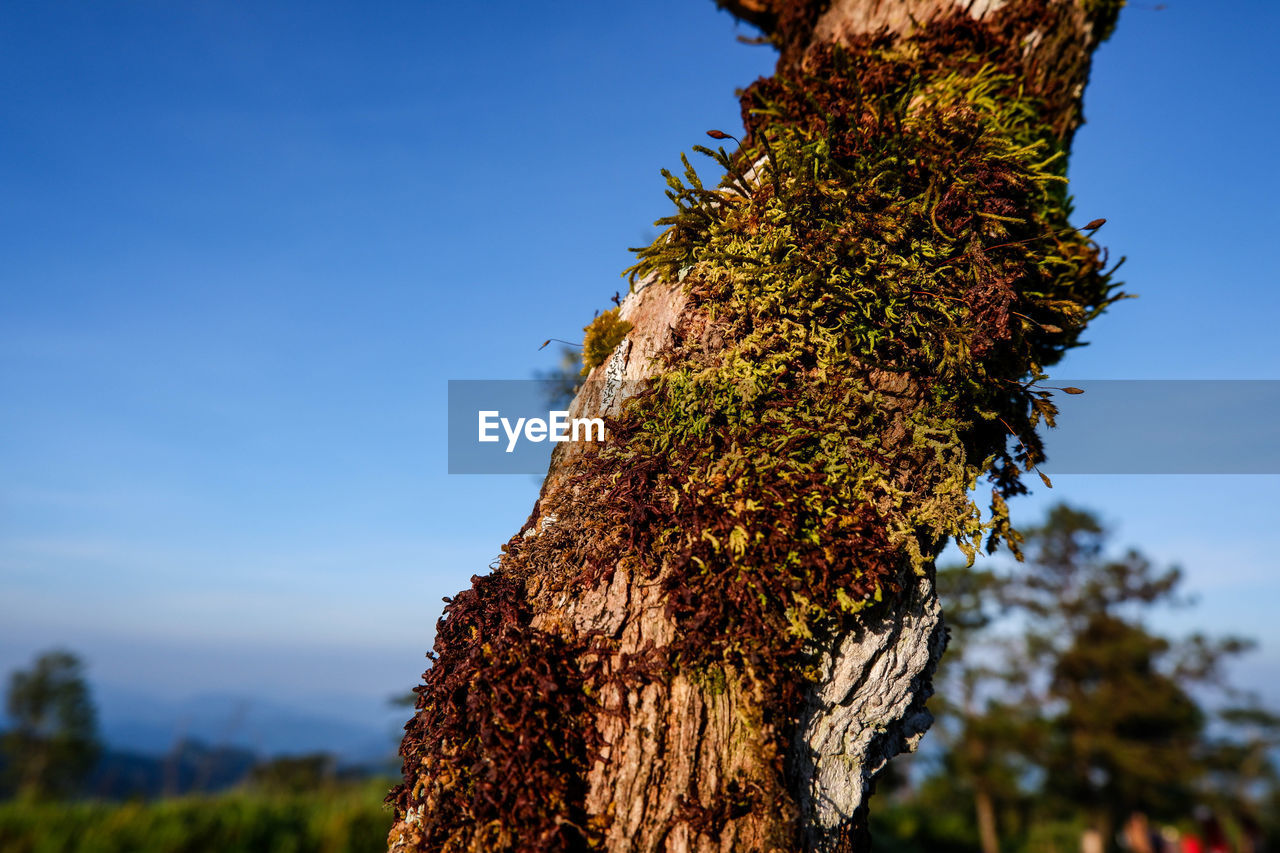 CLOSE-UP OF TREE AGAINST CLEAR SKY