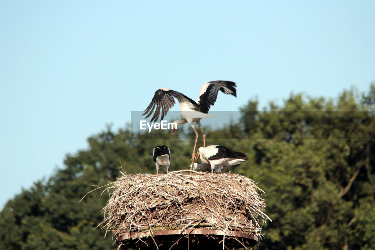 LOW ANGLE VIEW OF BIRDS IN NEST