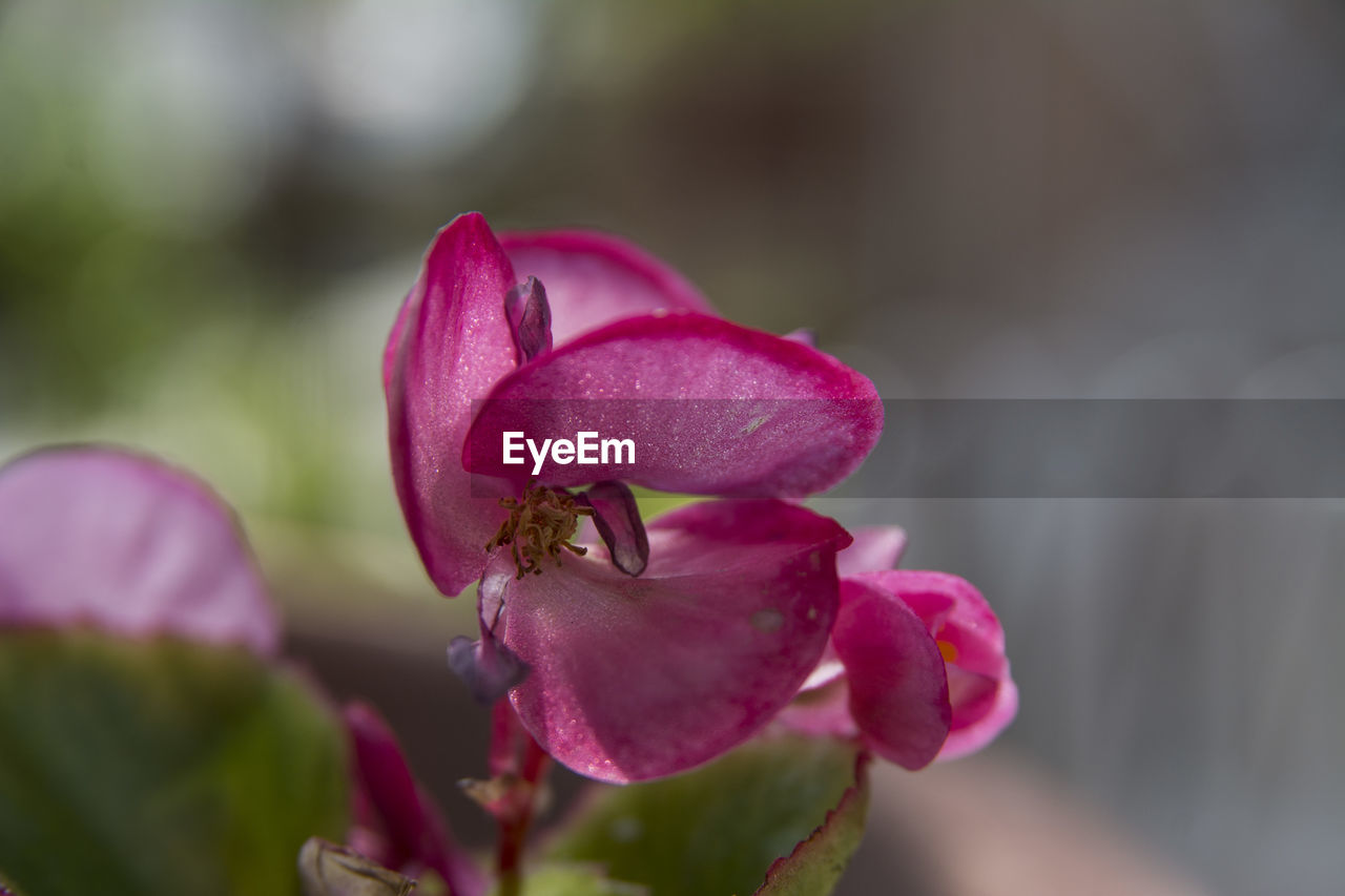 Close-up of pink flower blooming outdoors