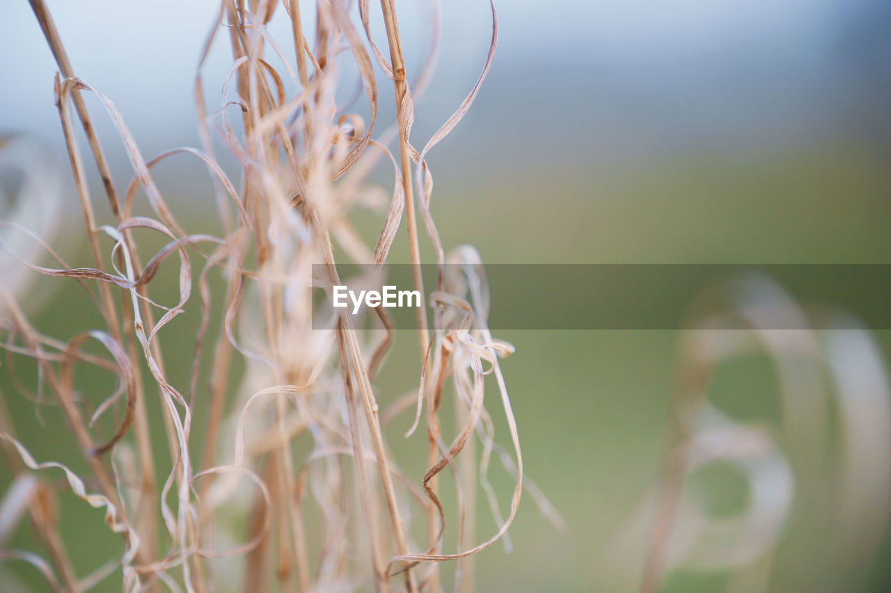 Beautiful Beautiful Nature Farm Life Farmland Field Grass Growth Nature Plants Beauty In Nature Close-up Day Dried Dried Plant Flowers Garden No People Outdoors Plants And Flowers Selective Focus Straw