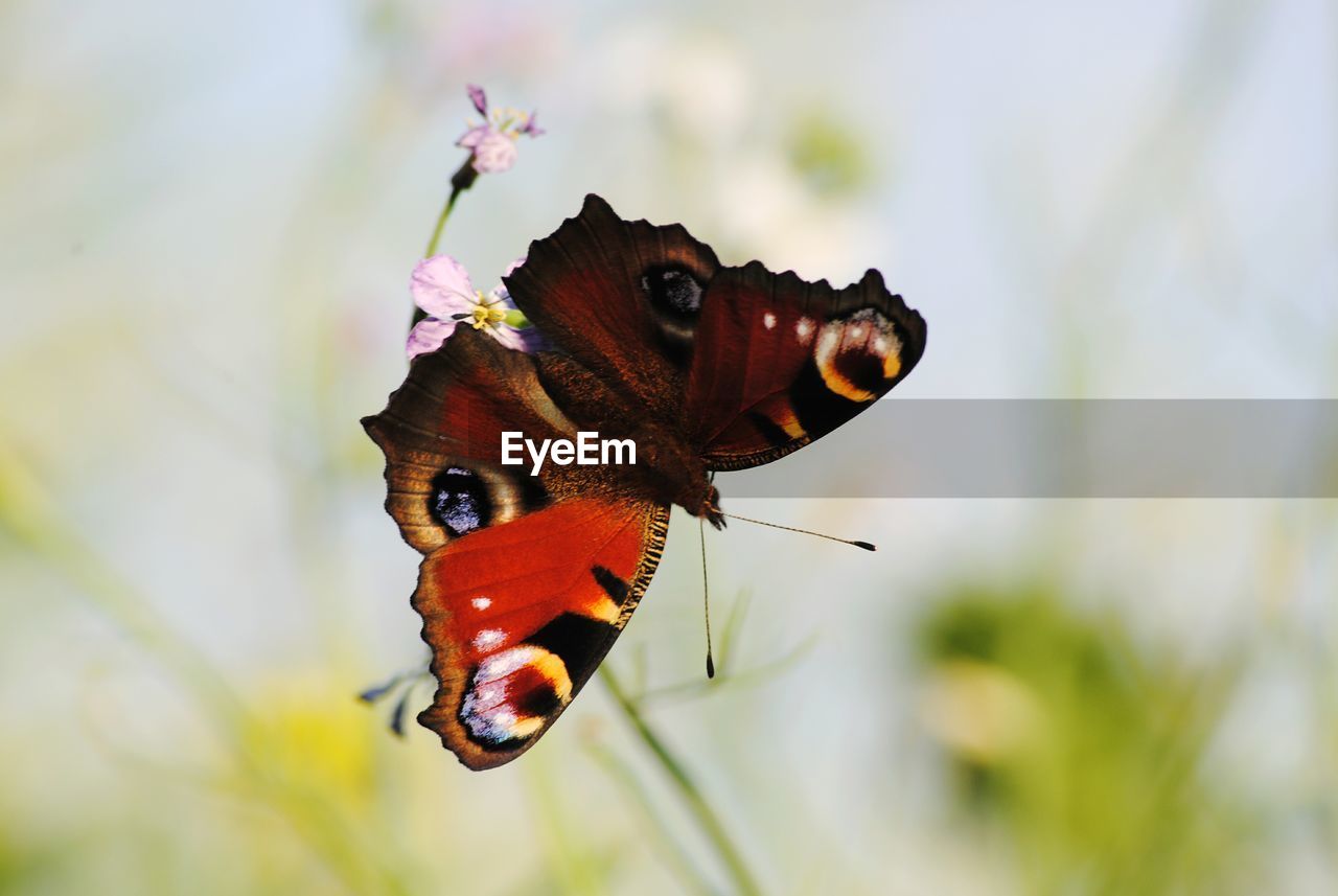 Close-up of butterfly on plant