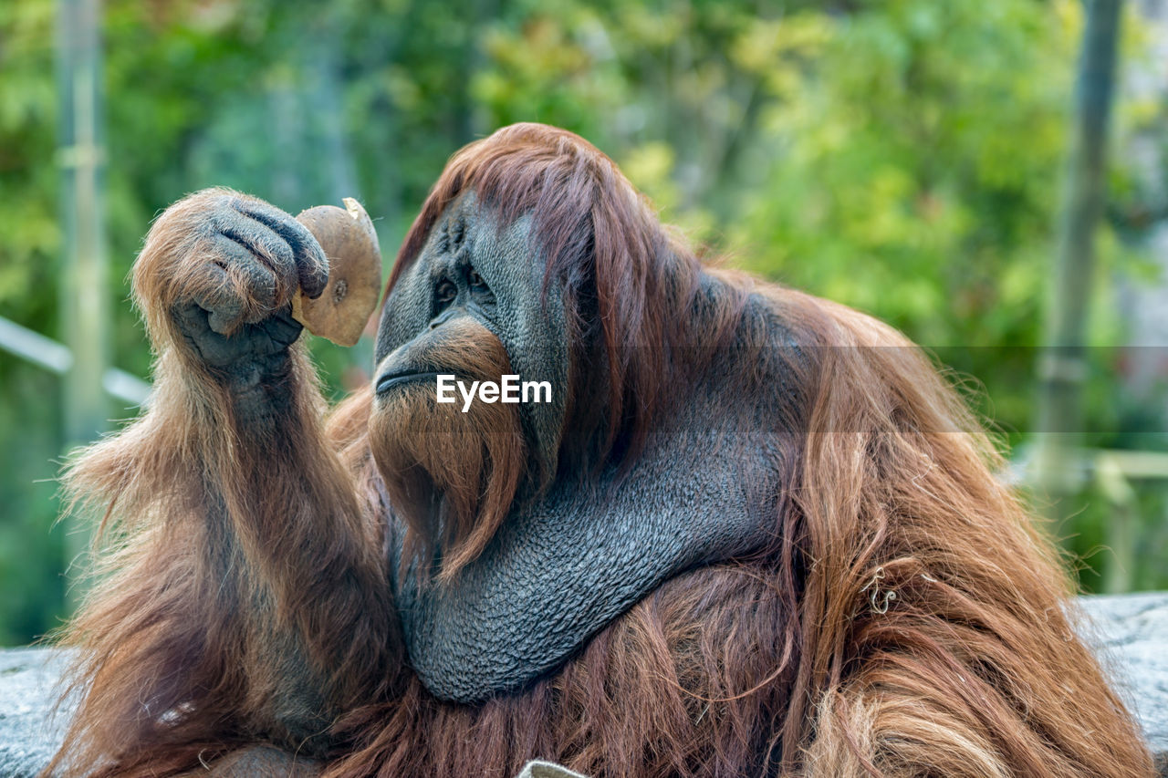 Orangutan ape eating fruits with blurred background 