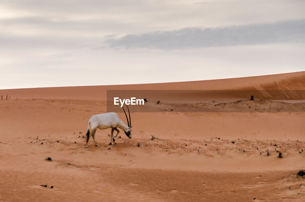 Arabian oryx walking on desert