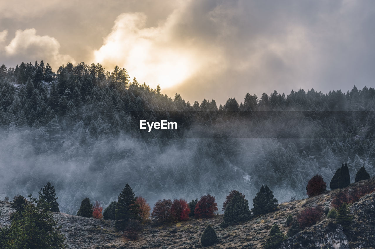 Panoramic shot of trees on land against sky