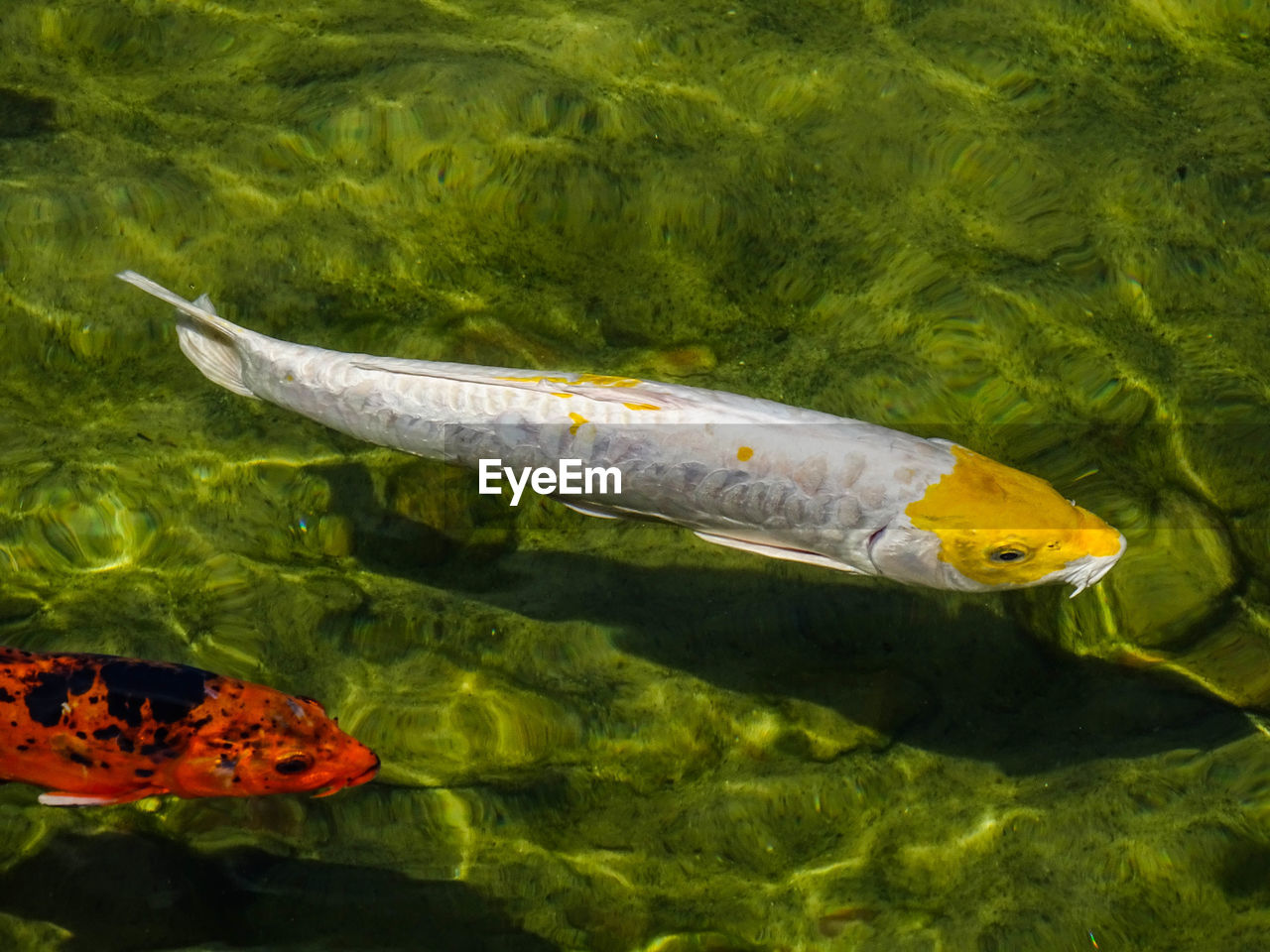 CLOSE-UP OF FISH SWIMMING UNDERWATER