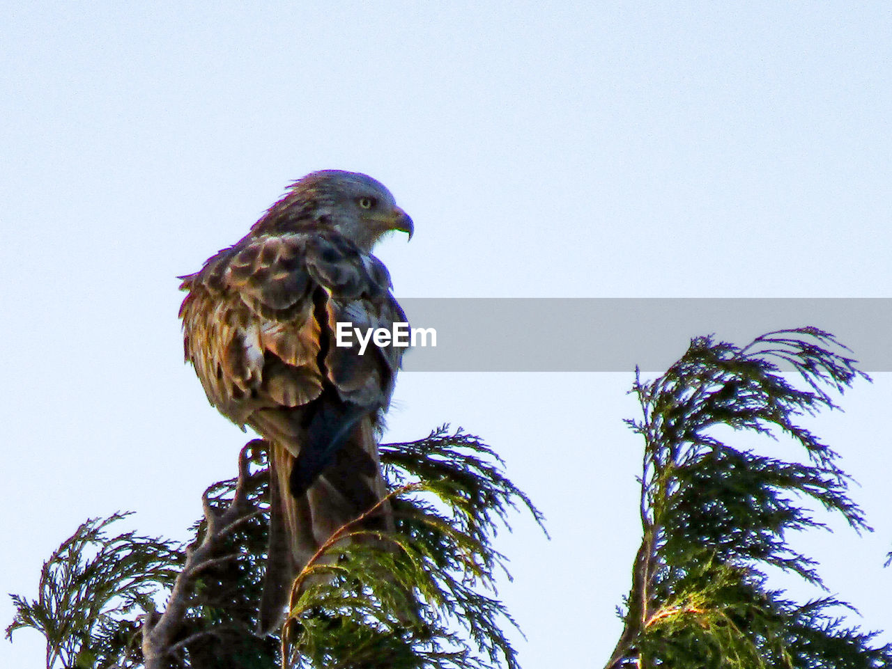 LOW ANGLE VIEW OF BIRD PERCHING ON BRANCH AGAINST SKY