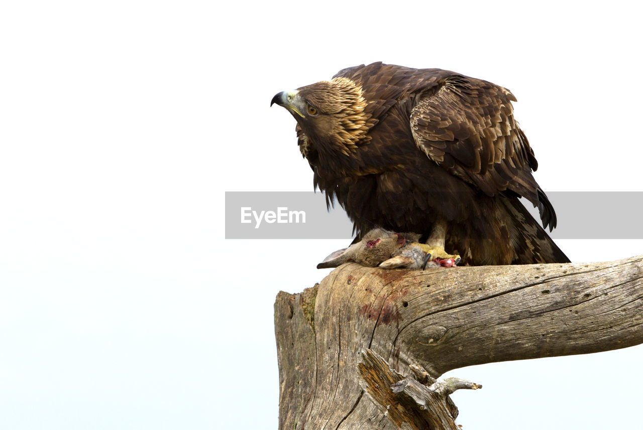 LOW ANGLE VIEW OF EAGLE PERCHING ON TREE