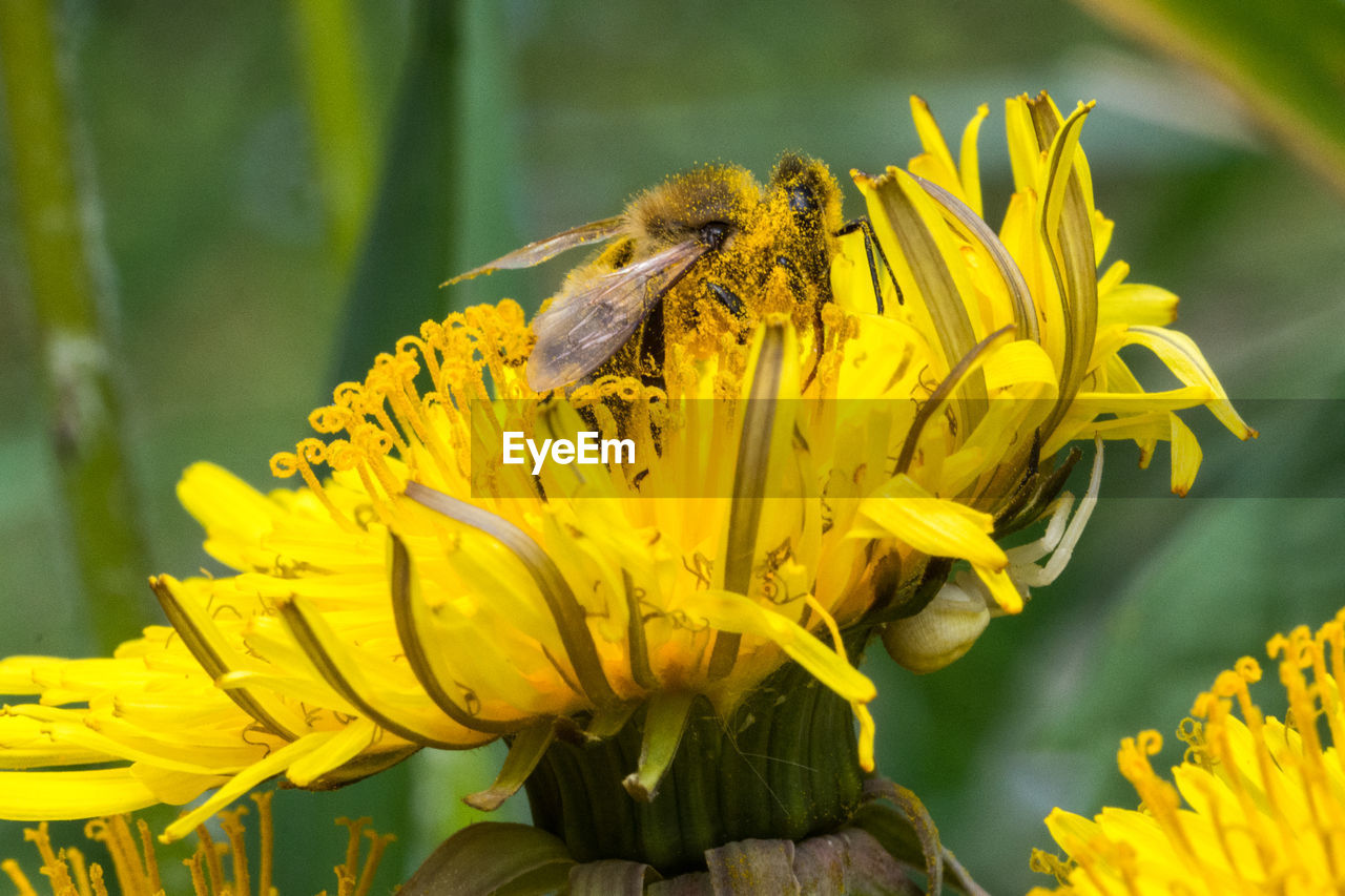 CLOSE-UP OF BUMBLEBEE ON YELLOW SUNFLOWER