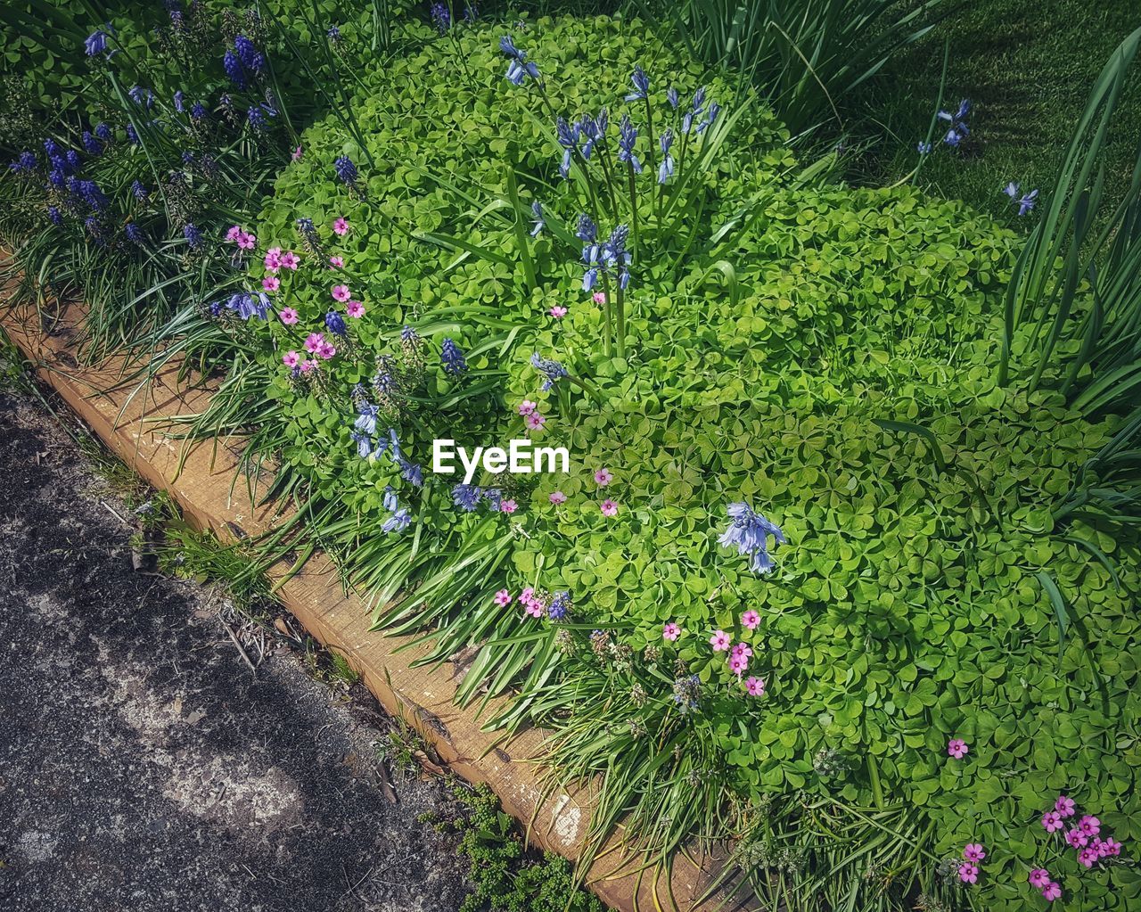 HIGH ANGLE VIEW OF PURPLE FLOWERING PLANT IN GARDEN