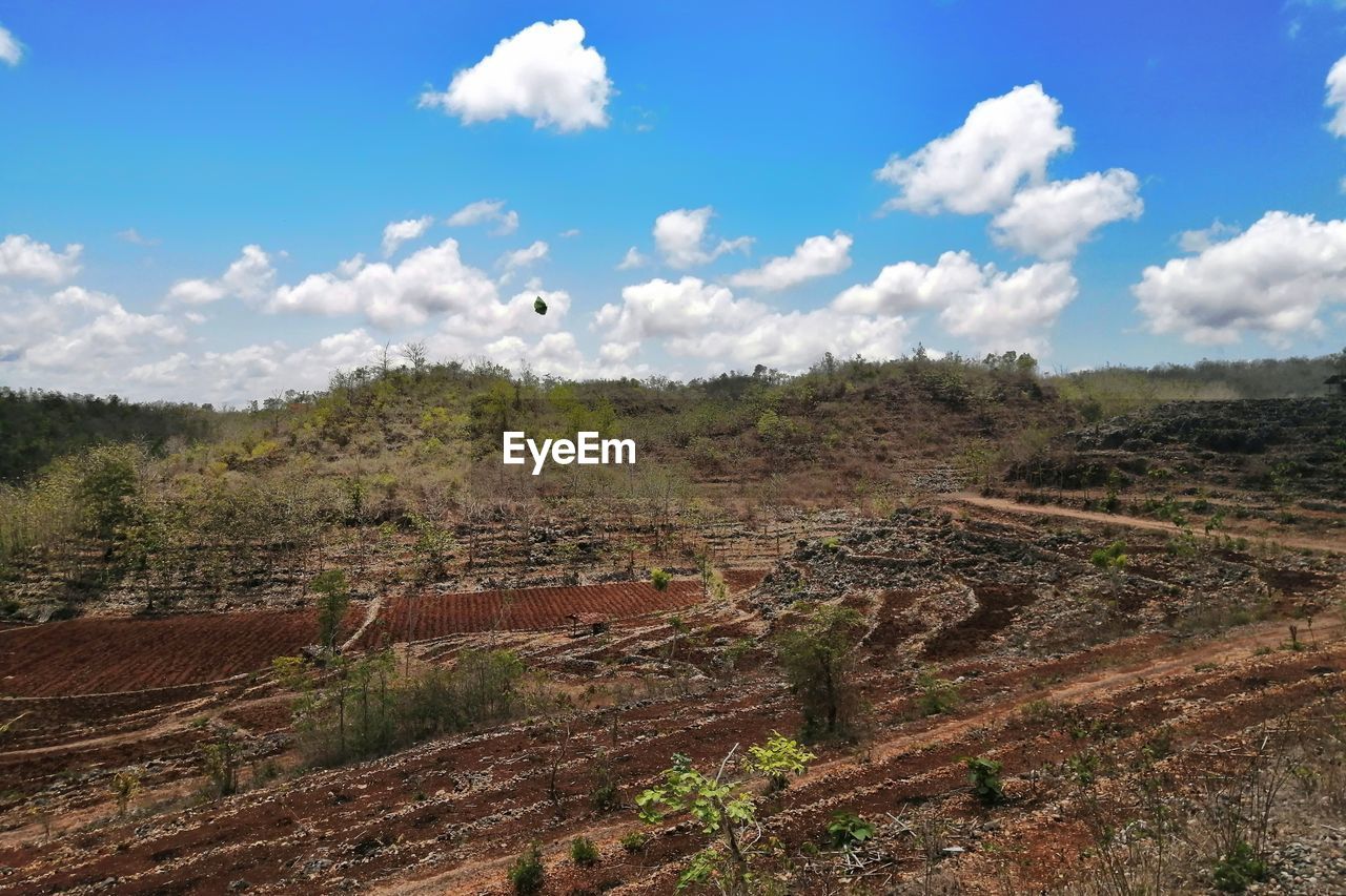 Scenic view of agricultural field against sky