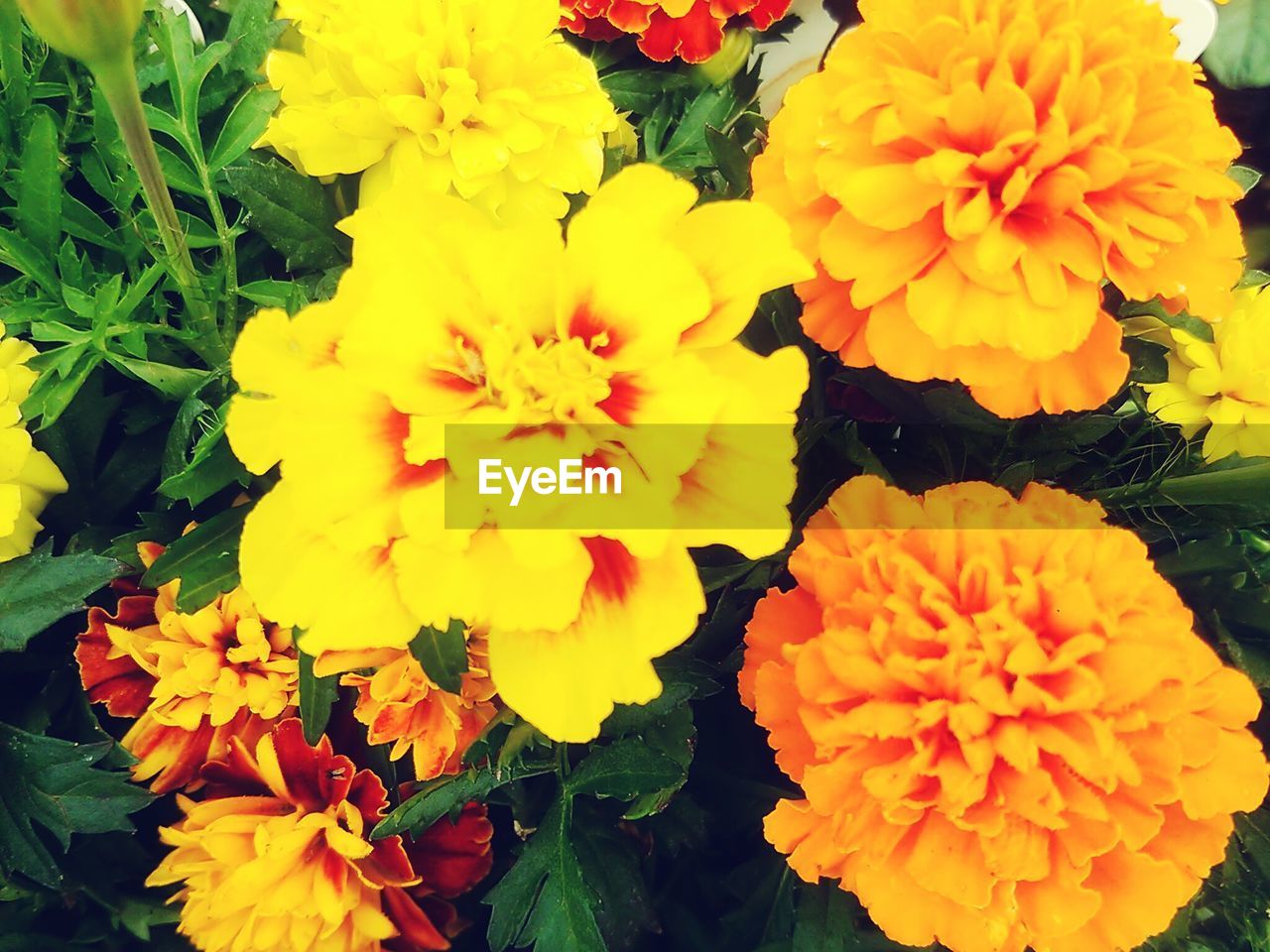 CLOSE-UP OF YELLOW FLOWERS BLOOMING