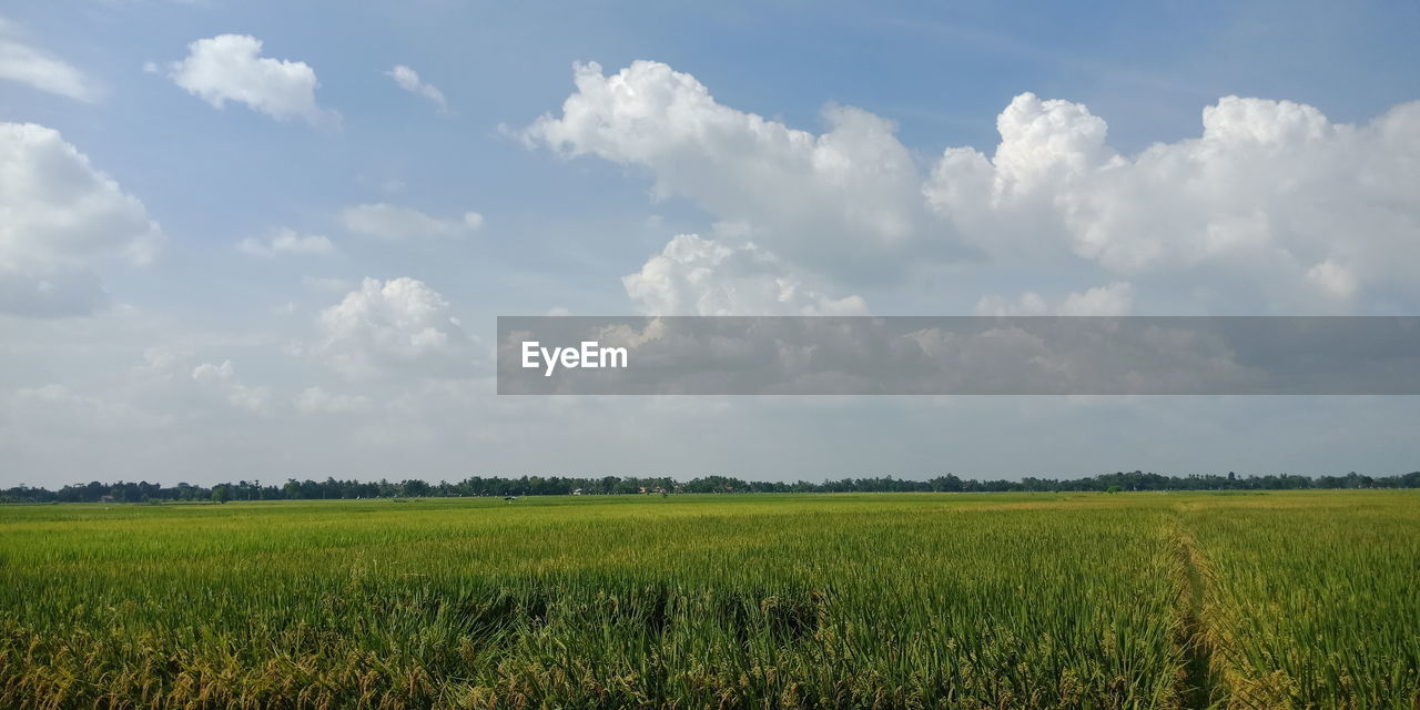 Green rice fields stretched under bright blue clouds