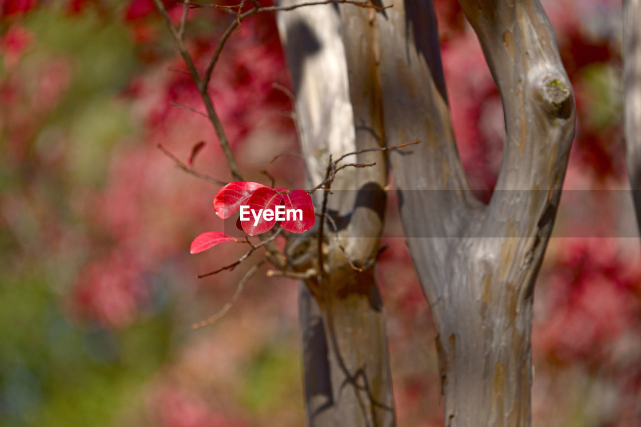 plant, branch, flower, leaf, autumn, tree, red, nature, no people, focus on foreground, beauty in nature, close-up, animal, animal wildlife, blossom, animal themes, macro photography, spring, outdoors, day, wildlife, food, one animal, flowering plant, insect, growth, food and drink, freshness, fruit, selective focus, twig