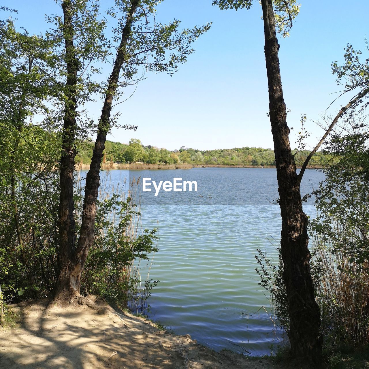 TREE BY LAKE AGAINST SKY