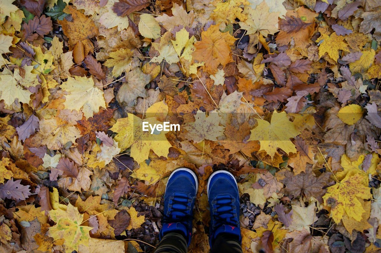 LOW SECTION OF PERSON STANDING ON MAPLE LEAVES