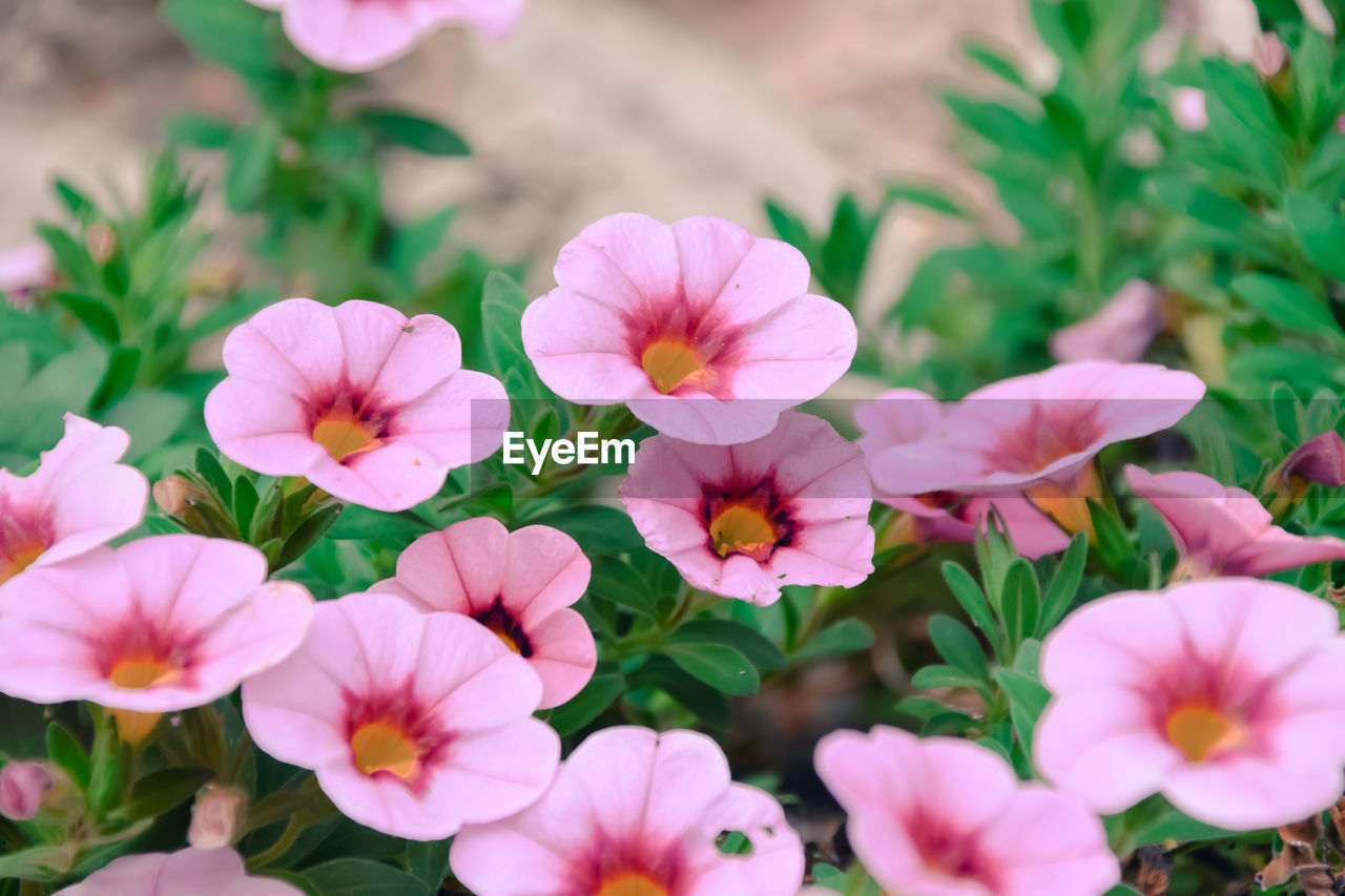 Close-up of pink flowering plants. small petunia.